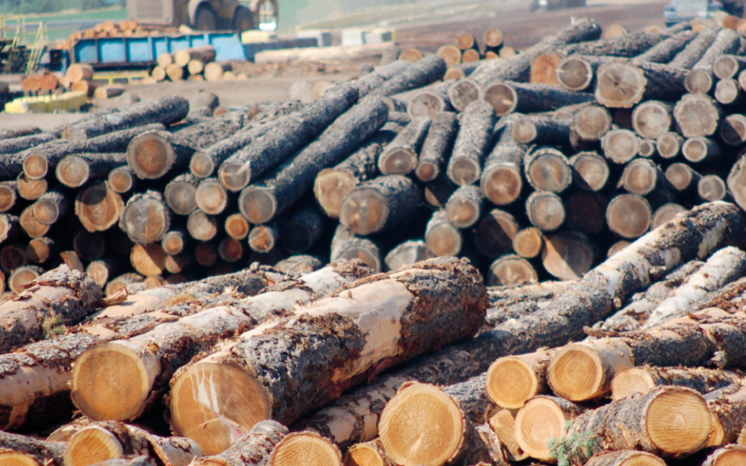 Speeding up salvaging burned wood