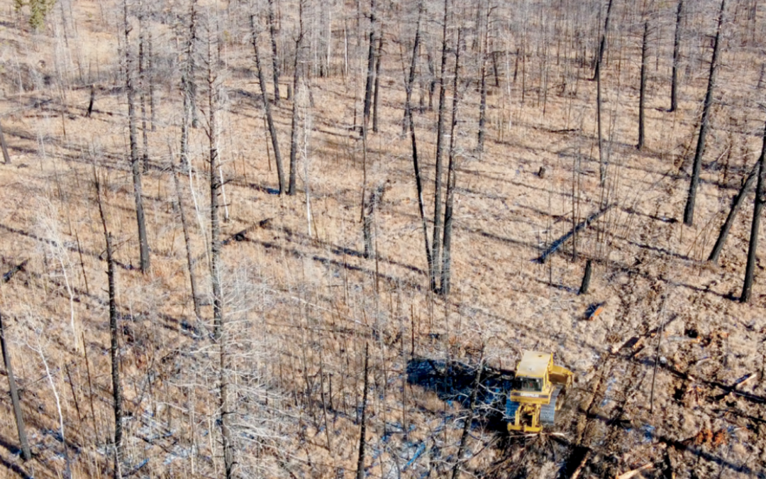 Back to the future: Re-establishing a historic forest landscape in B.C.