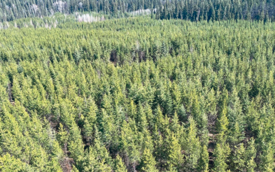 Quebec moving ahead on land use planning while the B.C. government ignores forest industry pleas to improve access to timber on public lands